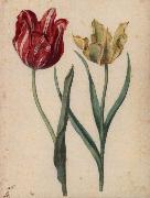 Georg Flegel Two Tulips oil on canvas